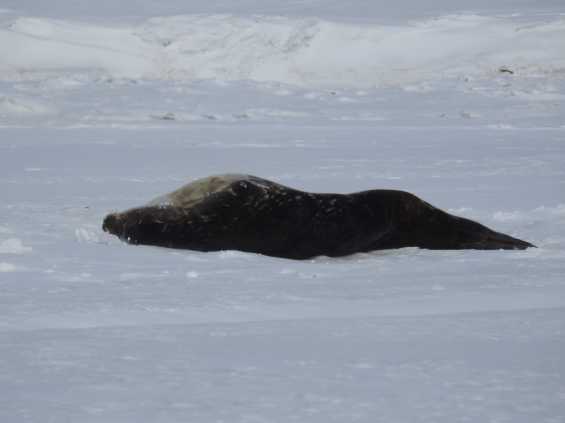 Seal near hole off jetty