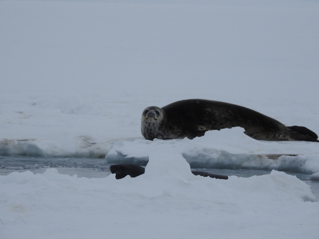 Seals at hole2